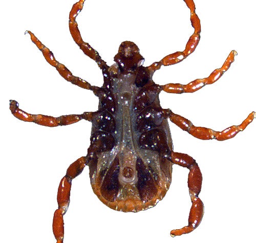underside of a male Brown dog tick
