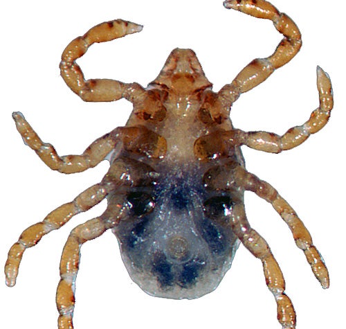 underside of a nymphal Brown dog tick