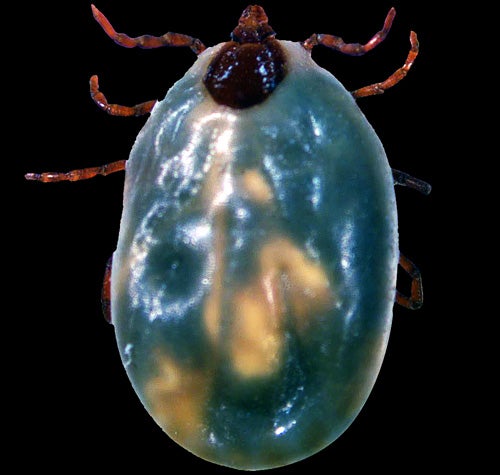Partially fed adult female brown dog tick