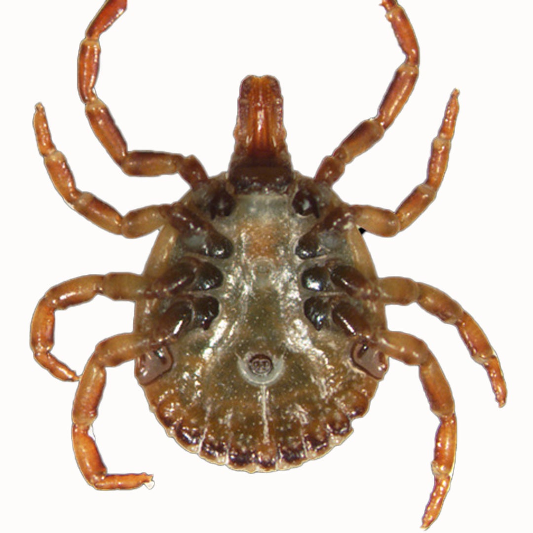underside of a female Cayenne tick