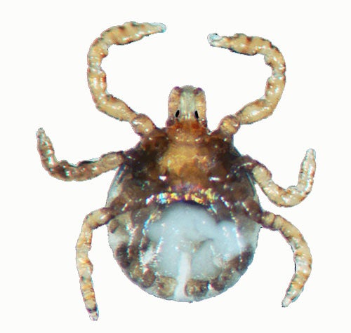 underside of a larval Cayenne tick