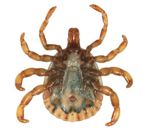 underside of a male Cayenne tick
