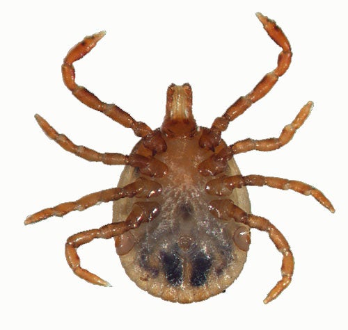 underside of a nymphal Cayenne tick