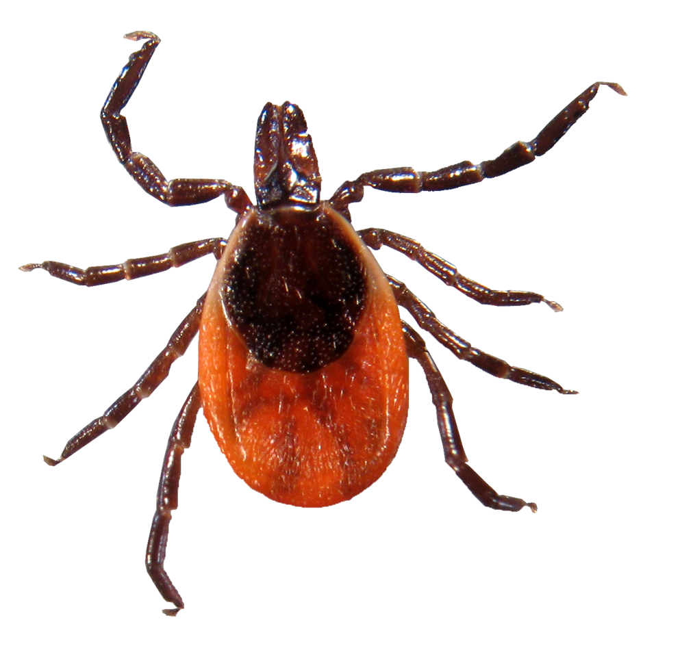 Field Guide To Ticks TickEncounter Field Guide To Ticks TickEncounter