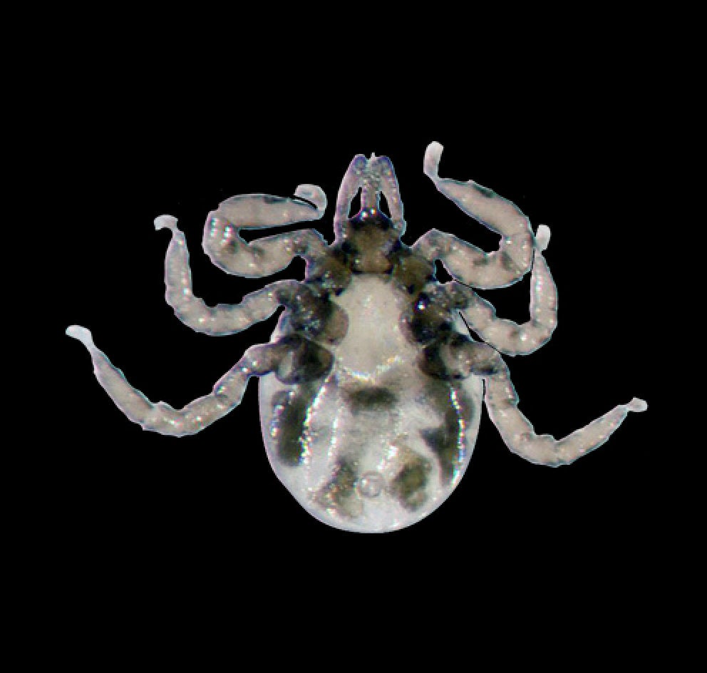 underside of a larval blacklegged tick