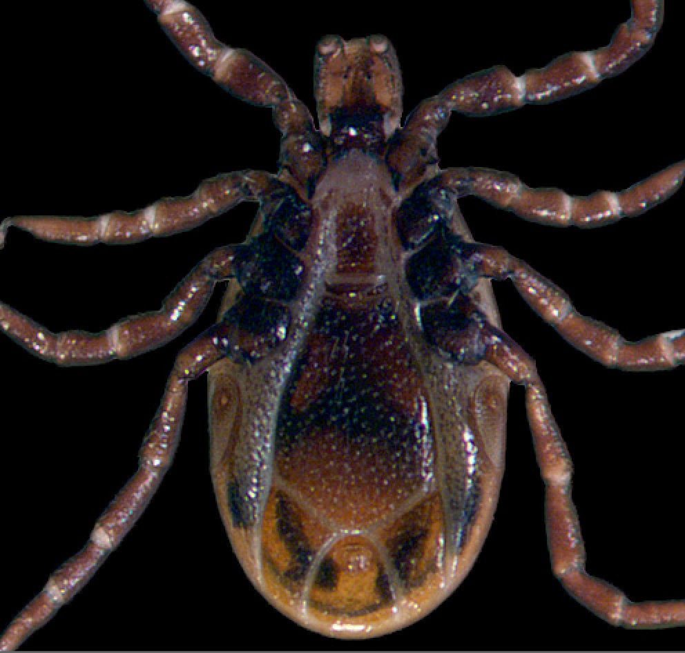underside of a male blacklegged tick