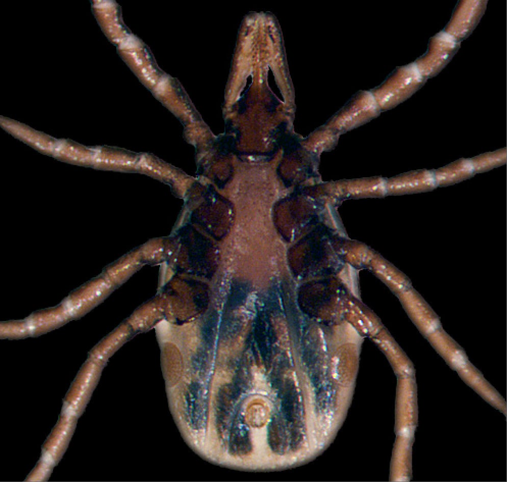 underside of a nymphal blacklegged tick