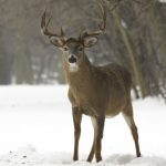 Male white tail deer with a full rack