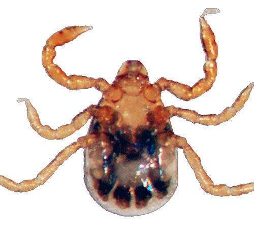 underside of a larval American dog tick