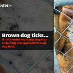 Image of a dog covered in brown dog ticks with the caption "If not tended regularly, dogs can be heavily infested with brown dog ticks."