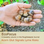 Person holding acorns with the caption "EcoFocus: A biweekly column in the Poughkeepsie Journal. Acorn glut signals lyme risk."