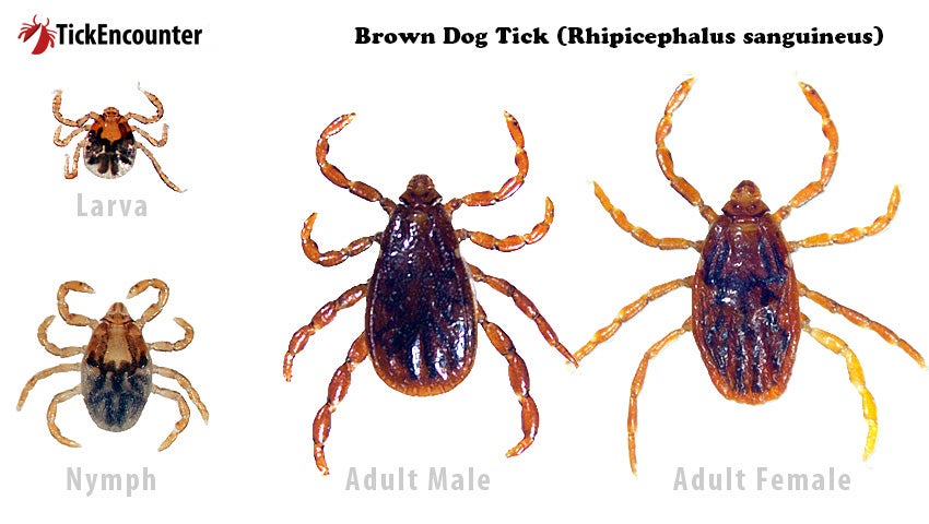 Gray And Brown Tick