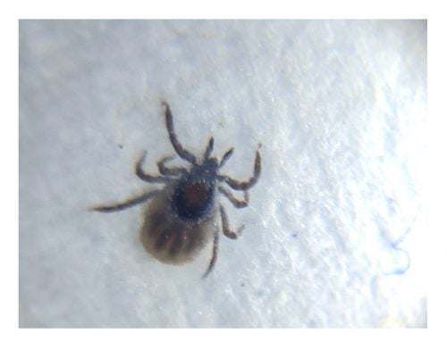 The Five Most Common Summertime Ticks – TickEncounter
