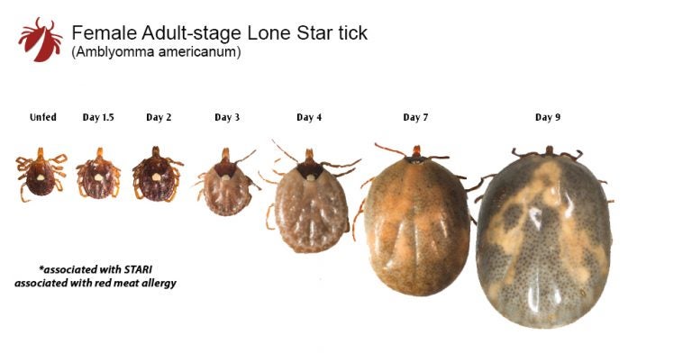 Lone Star Tick Tickencounter 