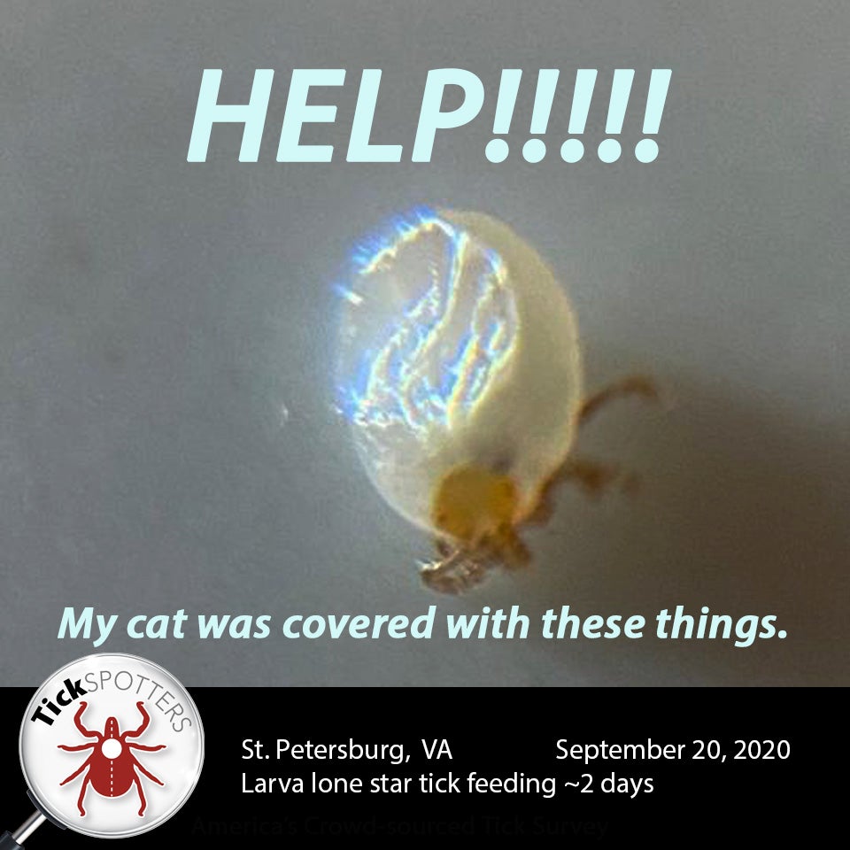 Lone Star Tick Social Media Meme