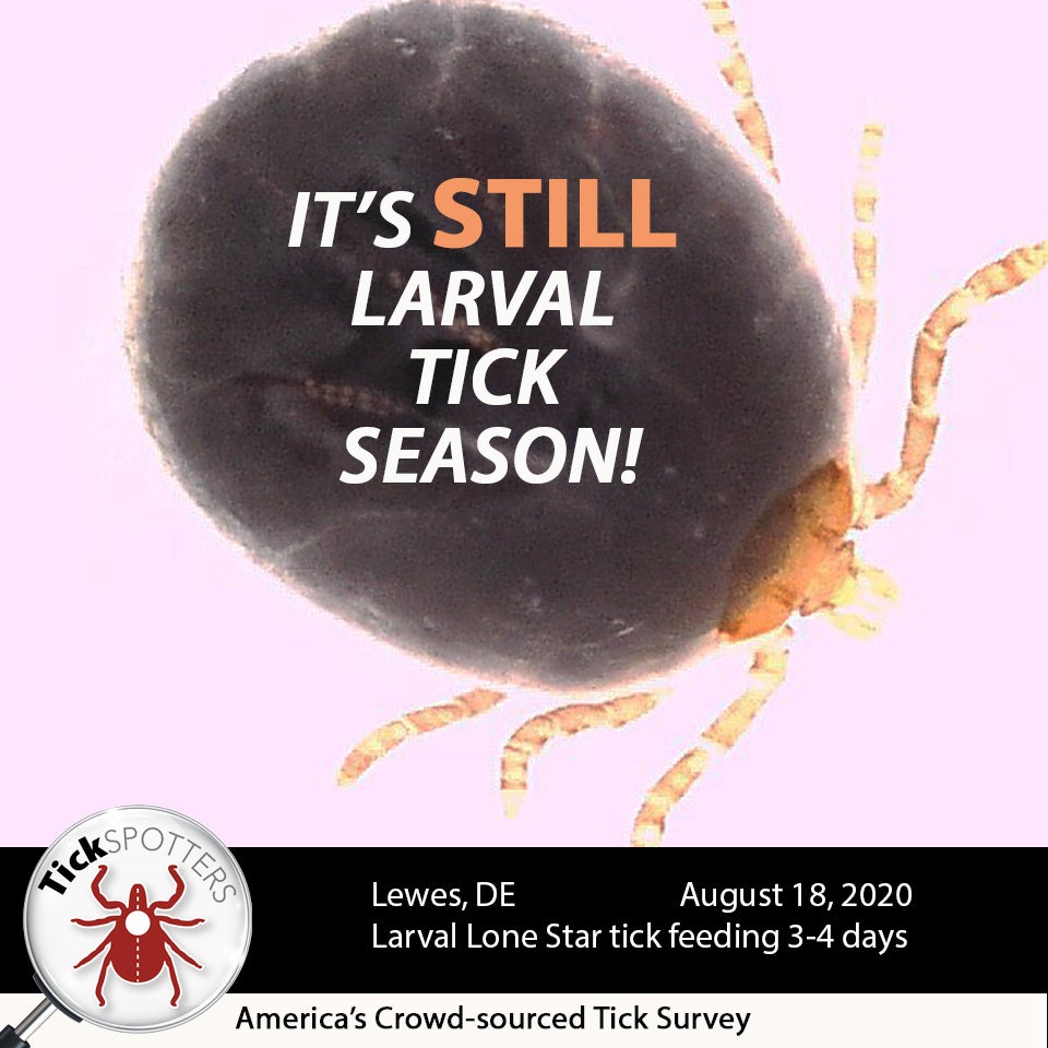 Lone Star Tick Social Media Meme