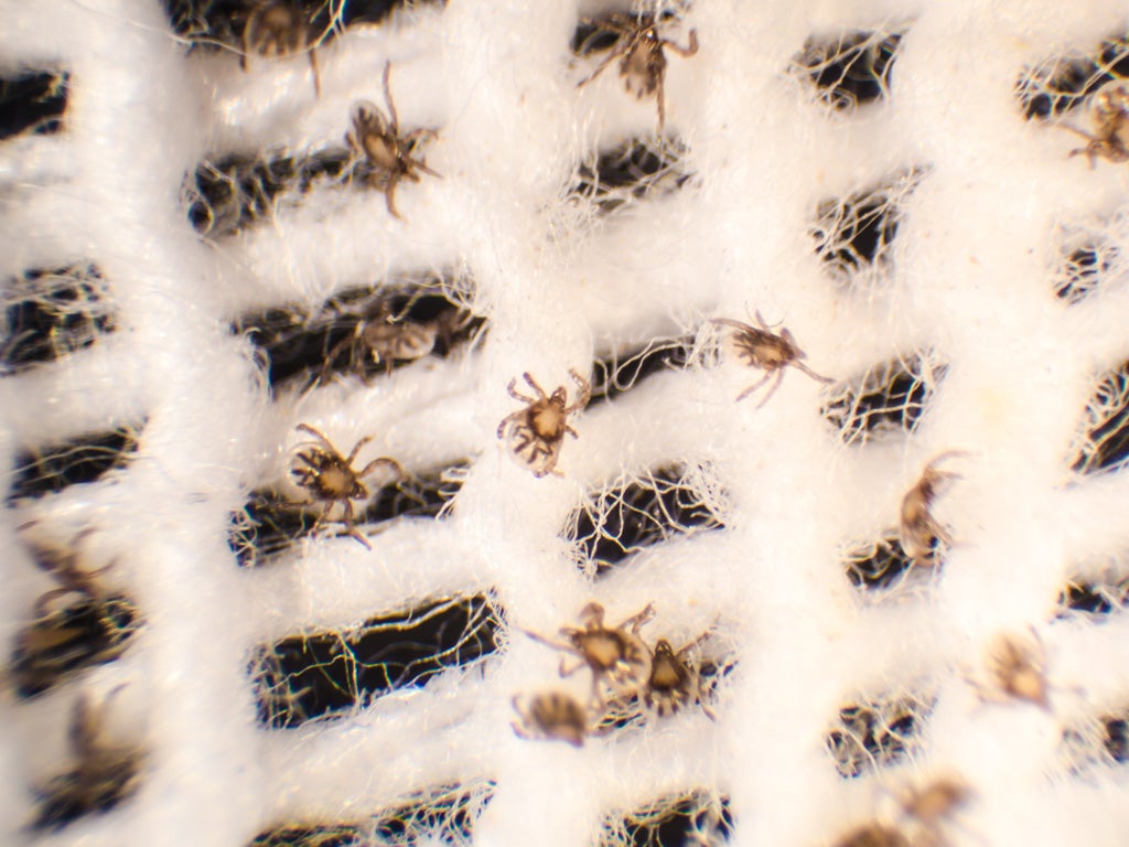 larval ticks compared to the spaces between sock threads upclose