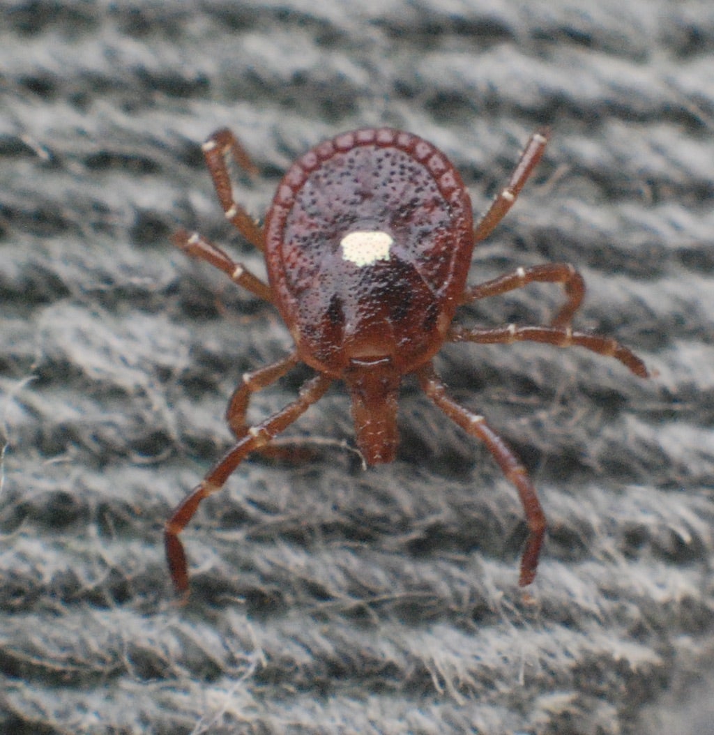 female lone star tick