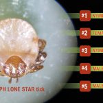 List of the five most common summertime ticks next to a picture of a nymph lone star tick. #1 nymph lone star ticks #2 Female american dog ticks #3 nymph blackegged ticks #4 male american dog ticks #5 male lone star ticks