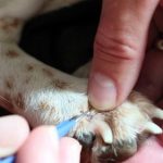 a person removing a tick with pointy tweezers from a dog's paw