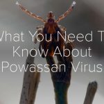 What you need to know about powassan virus