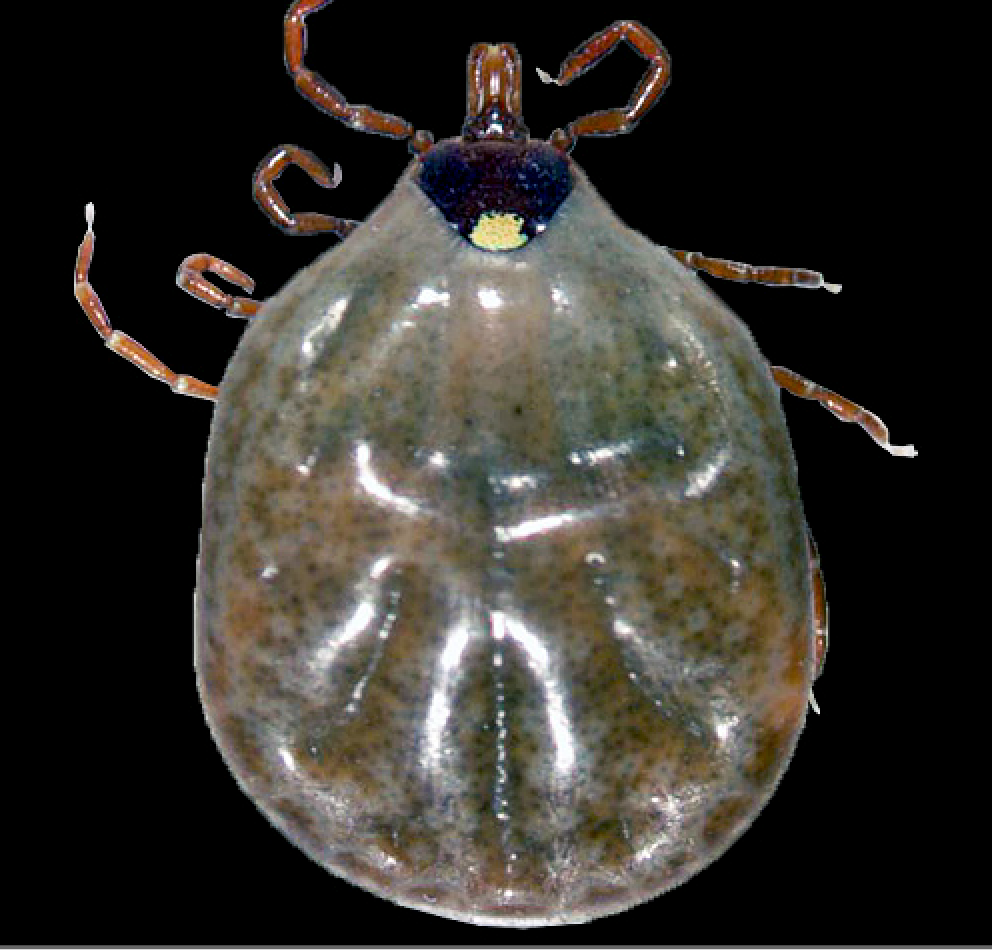 top view of a partially fed adult female Lone Star tick