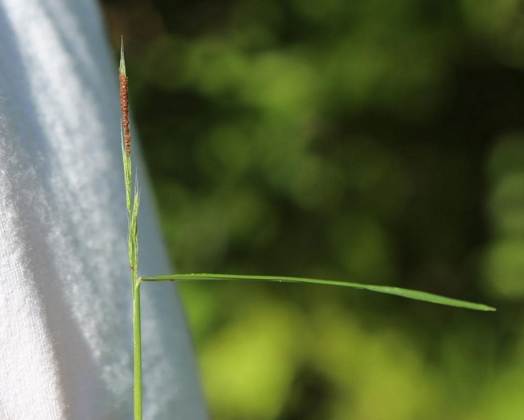 a blade of field grass with many ticks on it
