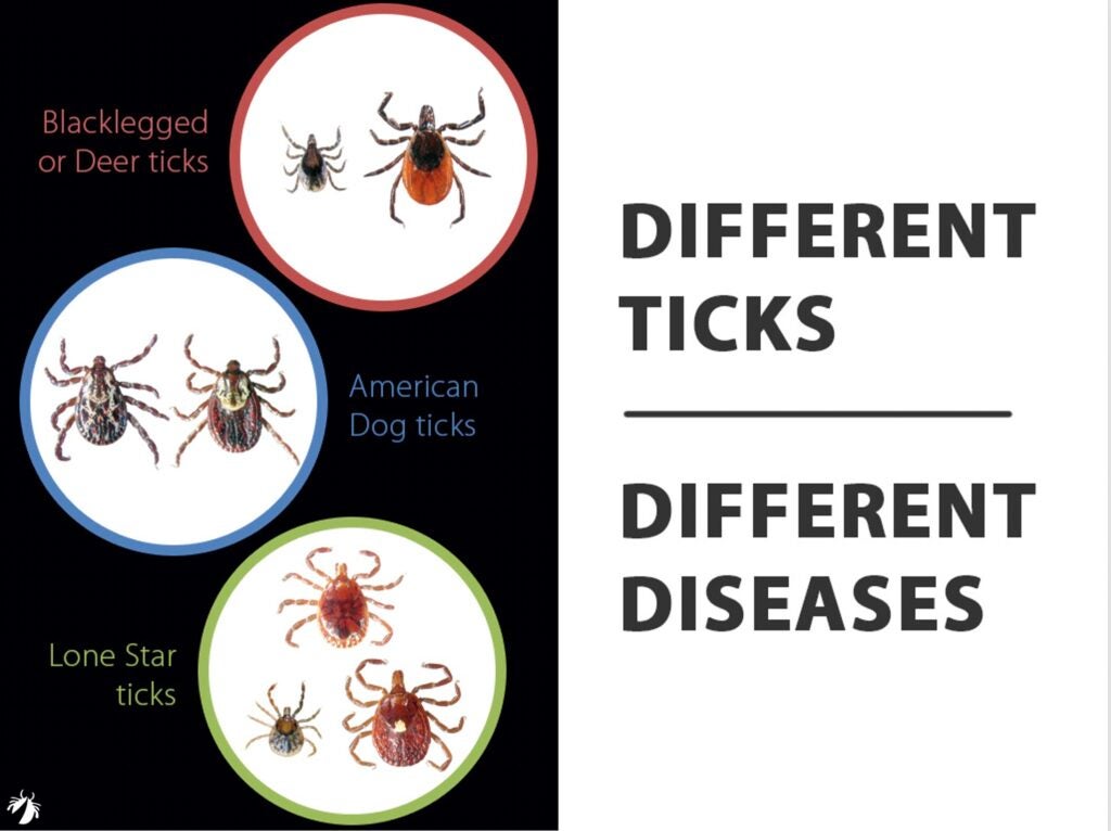 Different types of ticks carry different disease-causing germs