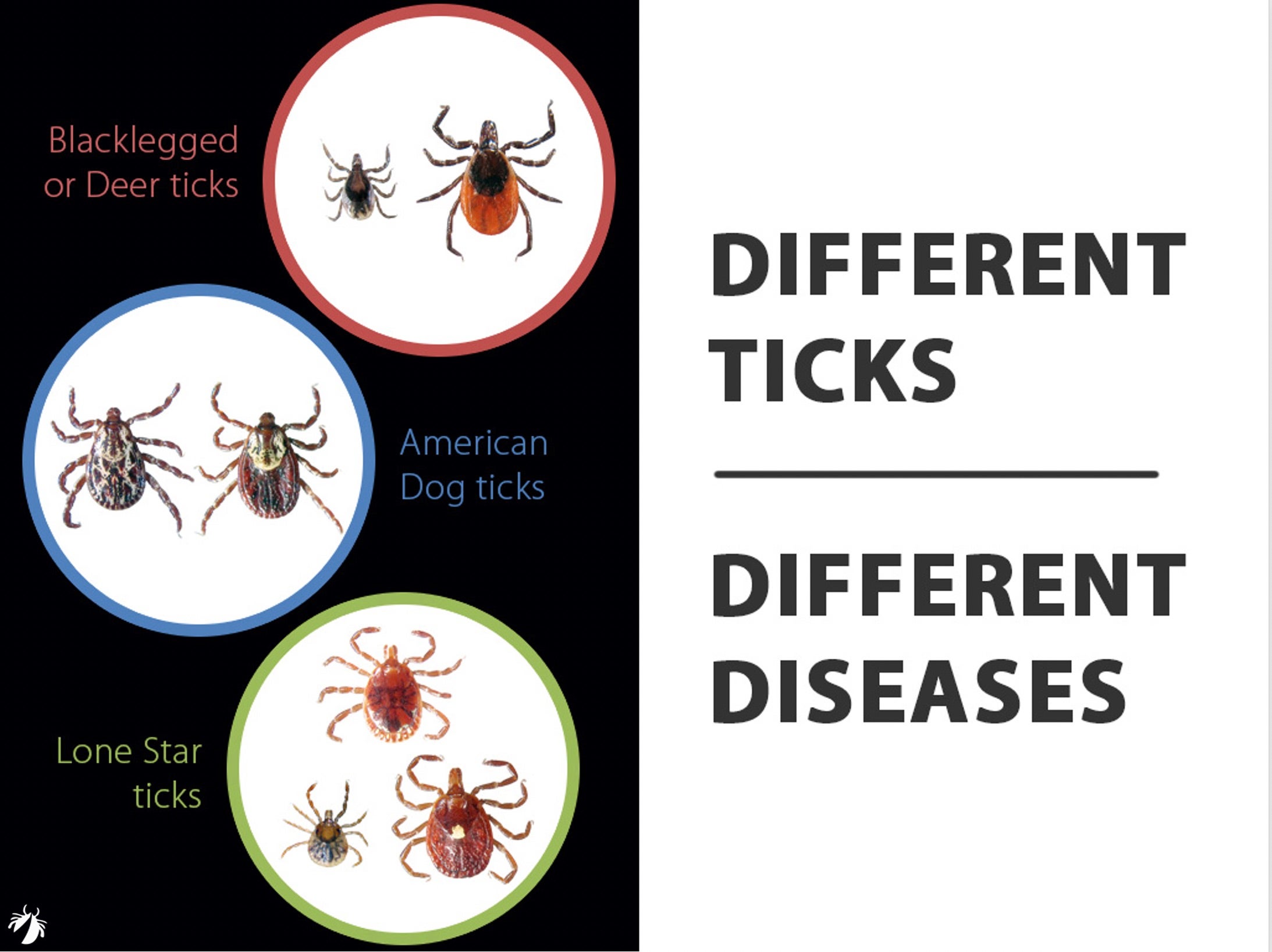 Different Ticks Different Diseases Tickencounter Different Ticks Different Diseases Tickencounter
