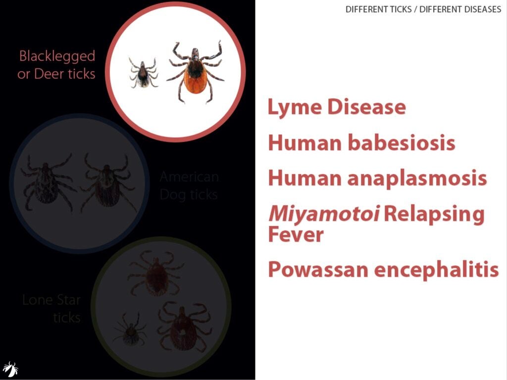 Different types of ticks carry different disease-causing germs_blacklegged