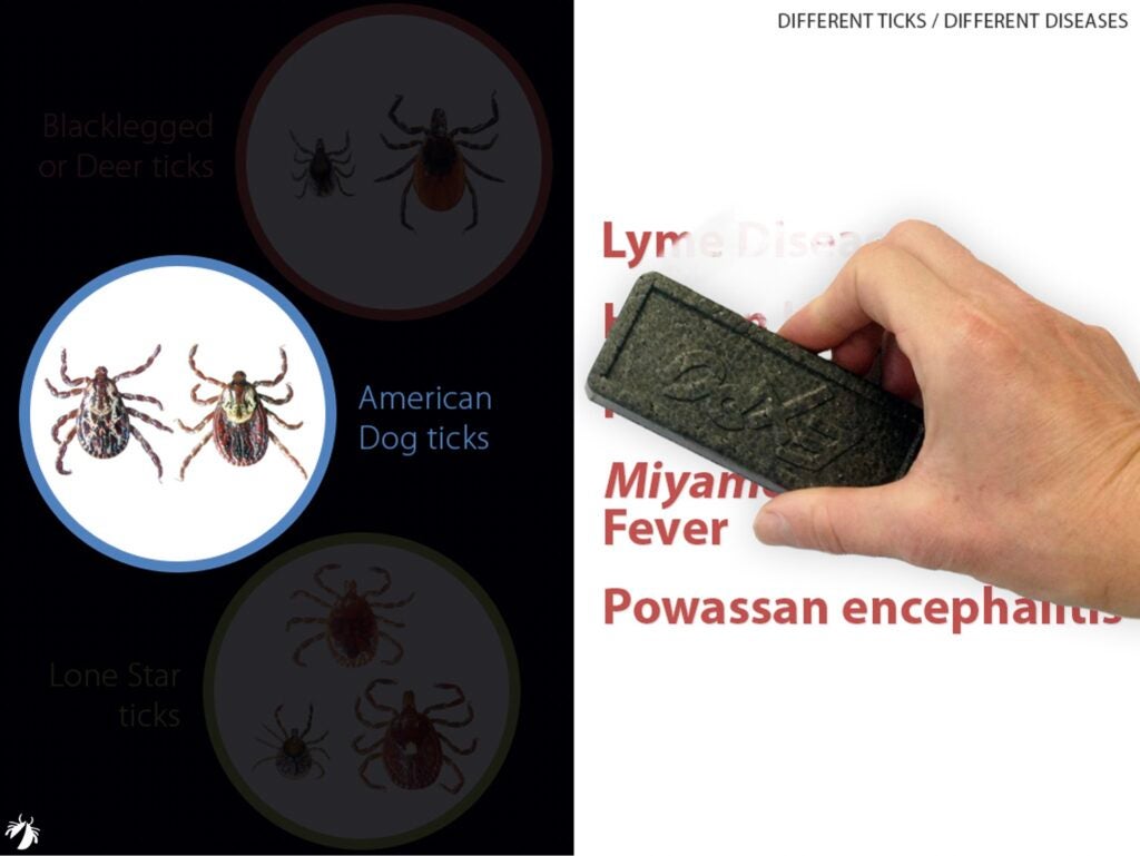 Different types of ticks carry different disease-causing germs_blacklegged tick germs erase