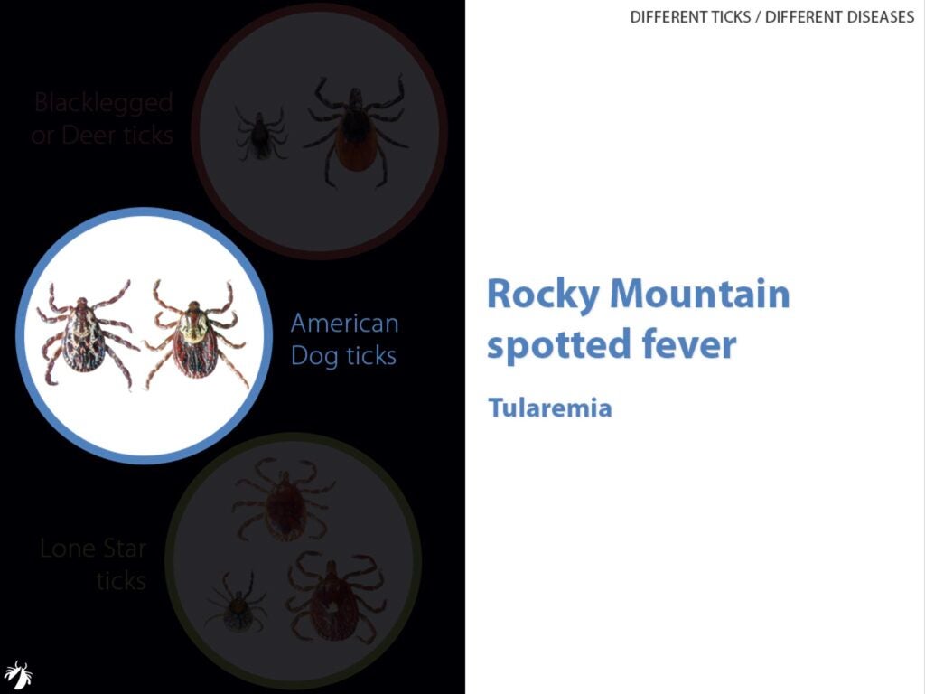 Different types of ticks carry different disease-causing germs_Am. dog tick germss