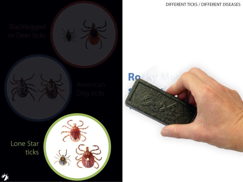 Different types of ticks carry different disease-causing germs_lonestar tick erase dog tick diseases