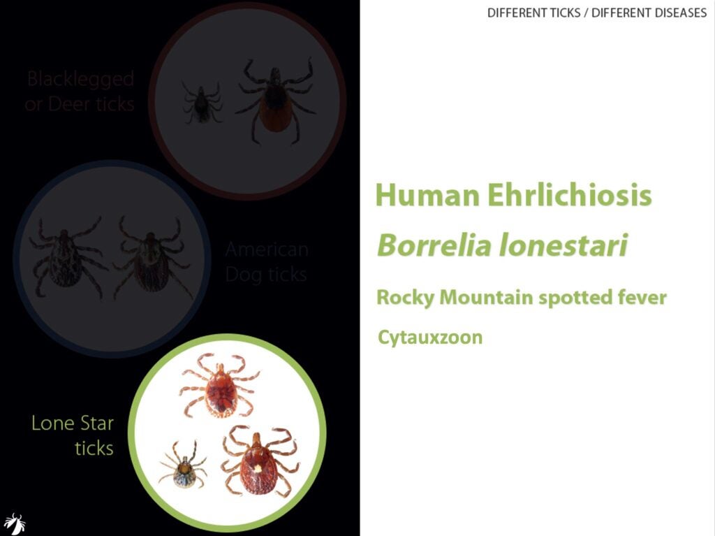 Different types of ticks carry different disease-causing germs_lonestar tick diseases