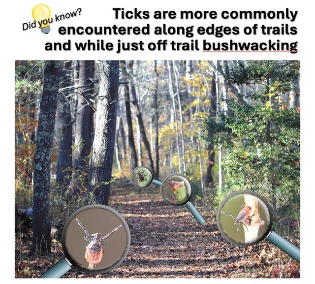 Did you know? Ticks are more commonly encountered along esges of trails and while just off trail bushwhacking