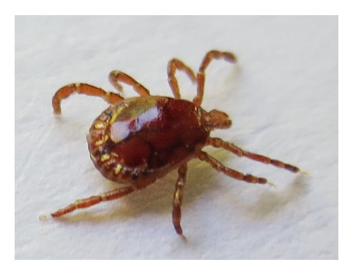 The Five Most Common Summertime Ticks – TickEncounter