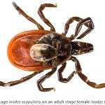 nymph blacklegged tick on an adult female