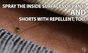 Spray the inside surfaces of pants and shorts with repellent too
