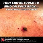 They can be tough to find on your back....as a friend to help check! Brookline, MA November 5, 2016 3 day feeding female blacklegged (deer) tick. TickSpotters:Crowd-sourced Tick Surveillance for America