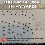 45 ticks shown below a ruler with the caption "Look at what was in my yard!"