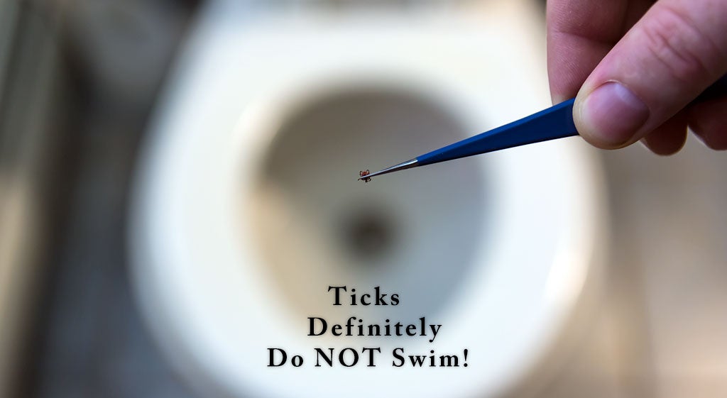 Image of a tick held with tweezers above a toliet with the caption "Ticks definitely do not swim!"