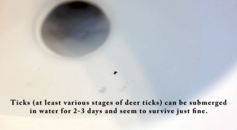 Ticks definitely don’t swim! – TickEncounter