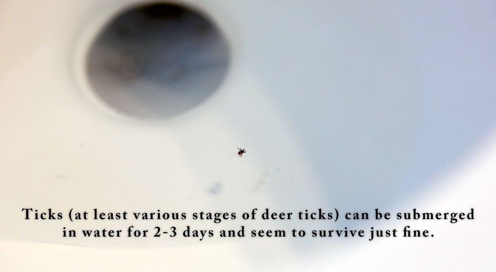 Image of a tick in a toilet bowl with the caption "Ticks (at least various stages of deer ticks) can be submerged in water for 2-3 days and seem to survive just fine."