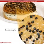 The tick that give you Lyme disease is smaller than a poppy seed. Deer tick nymphs