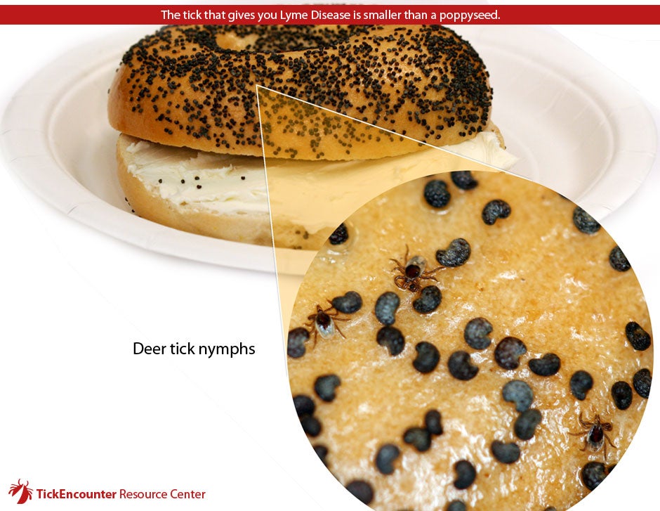 Can YOU find the nymphal deer tick? TickEncounter