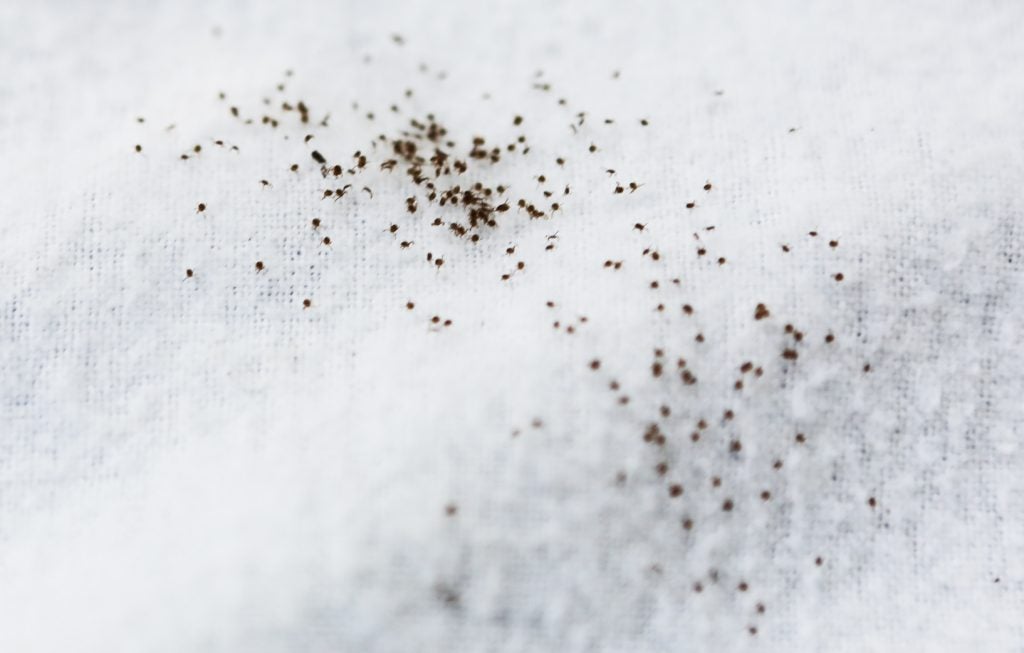 many nymphal phase ticks on a white piece of fabric