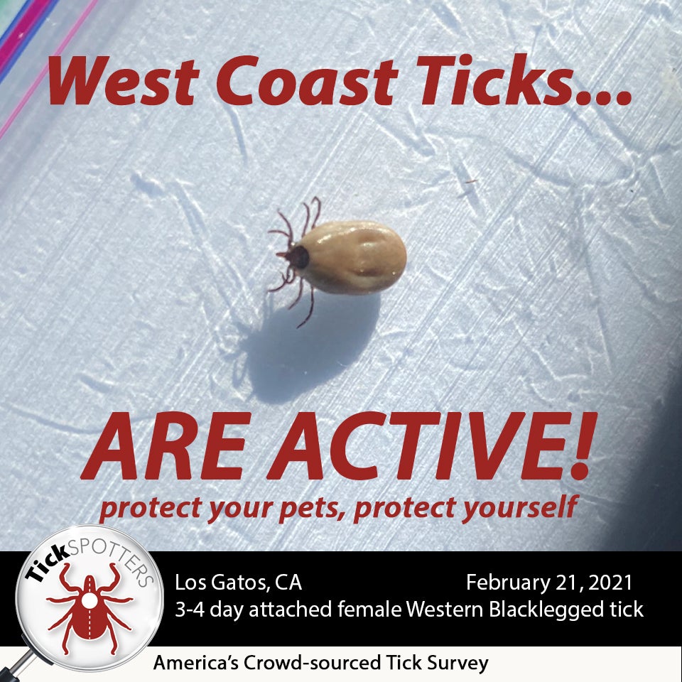 WesternBlacklegged Tick TickEncounter