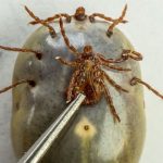 Size comparison of an engorged female dog tick and an unfed female dog tick