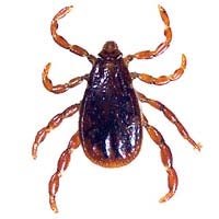 brown dog tick adult male