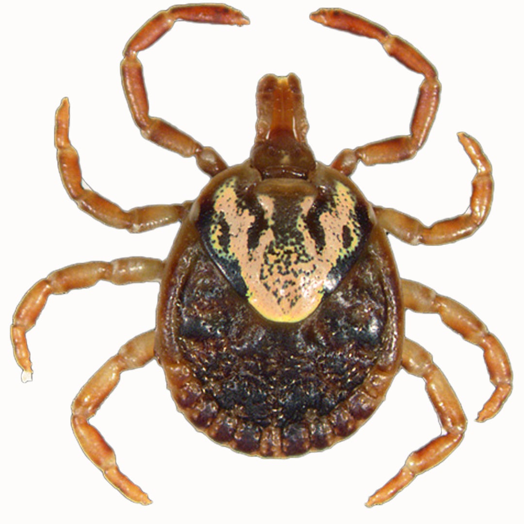 top view of a female cayenne tick